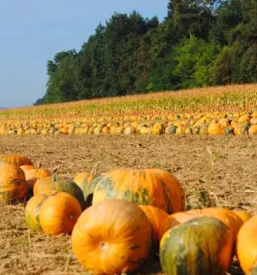 Bucno in orehovo olje pomurje