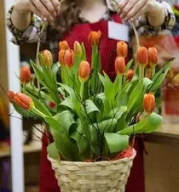 Cvetlicarna in vrtnarija nova gorica goriska