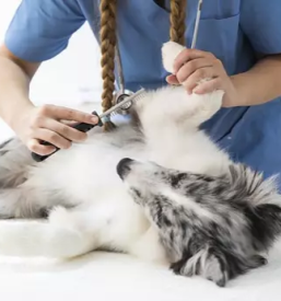 Dober salon za nego hisnih ljubljenckov ljubljana