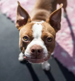 Dober salon za nego hisnih ljubljenckov ljubljana