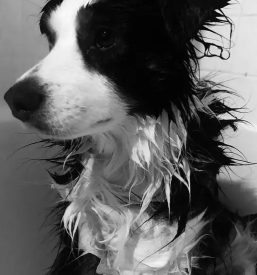 Dober salon za nego hisnih ljubljenckov ljubljana