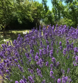 Dobra restavracija v piranu