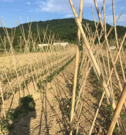 Dobra restavracija v piranu