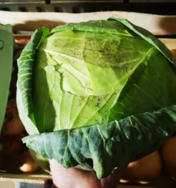 Ekoloska zelenjava primorska