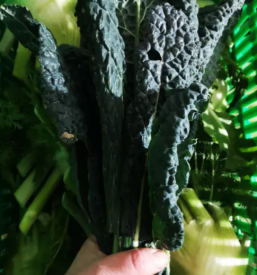 Ekoloska zelenjava primorska