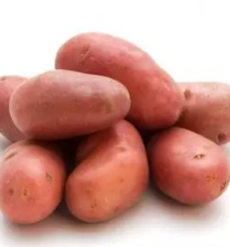 Ekoloska zelenjava primorska