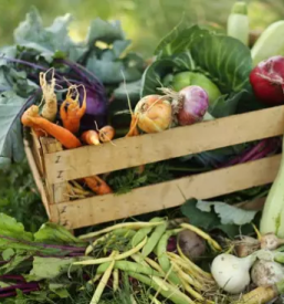 Ekoloska zelenjava primorska