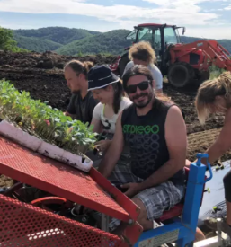 Ekoloska zelenjava primorska