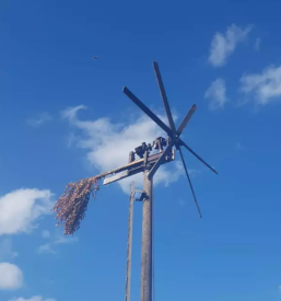 Proizvodnja in prodaja vina