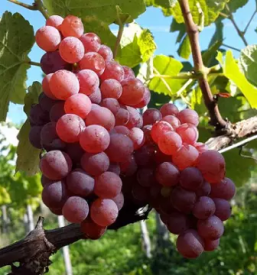 Proizvodnja in prodaja vina