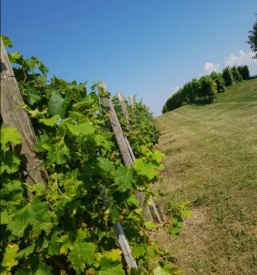 Proizvodnja in prodaja vina