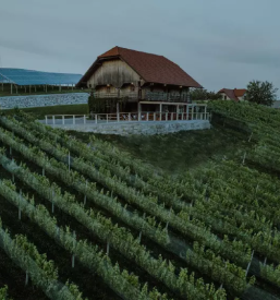 Prostor za zaključene družbe med vinogradi 