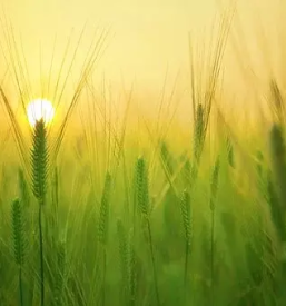 Agrarna skupnost Cerkova vas, Osrednjeslovenska