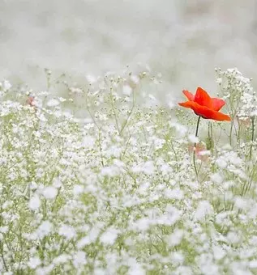 Agrarna skupnost Cerkova vas, Slovenija