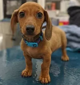 Dober veterinar kranj in okolica