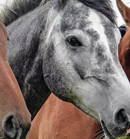 Dobra šola jahanja za odrasle