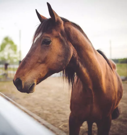 Učenje jahanja za odrasle v Ljubjani