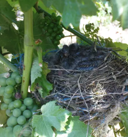 Dobro ekolosko vino istra