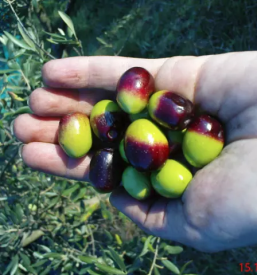 Dobro ekolosko vino istra