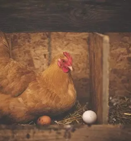 Domaca jajca sentvid pri sticni