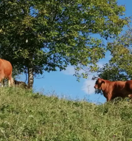 Ekoloska kmetija korenjak loce savinjska