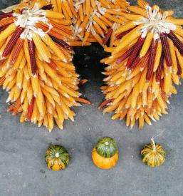 Ekoloska kmetija korenjak loce savinjska