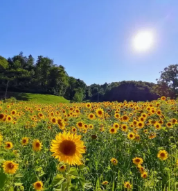 Ekoloska kmetija korenjak loce savinjska