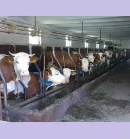 Kvalitetni domaci mlecni izdelki ljubljana okolica