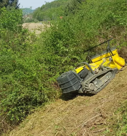 Mulcenje brezin podravska savinjska