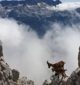 Planinska zveza slovenije