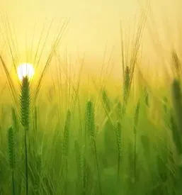 Prodaja ekoloskega sadja in zelenjave ponikva
