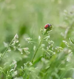 Prodaja i proizvodnja slatkog pelina slovenija