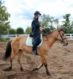 Hitro učenje jahanja za odrasle