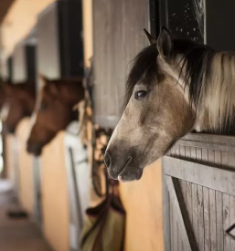 Poceni šola jahanja za otroke 