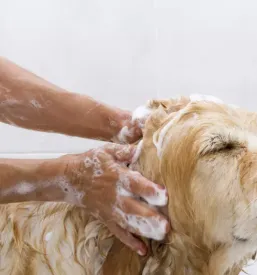 Ugoden salon za živali Ljubljana Vič