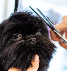 Ugoden salon za zivali ljubljana vic