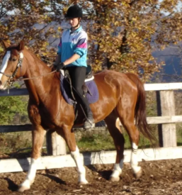 Sola jahanja in trening konj koper okolica primorska