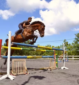 Trening konj in sola jahanja koper okolica primorska