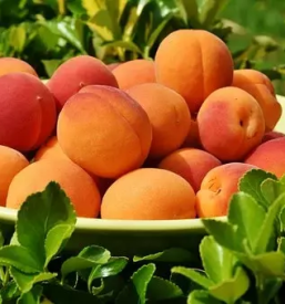 Kamionski prevozi sadja slovenija evropa