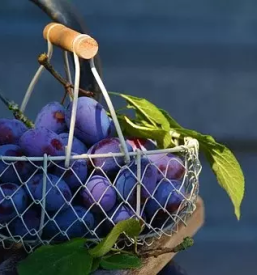 Kamionski prevozi sadja slovenija evropa