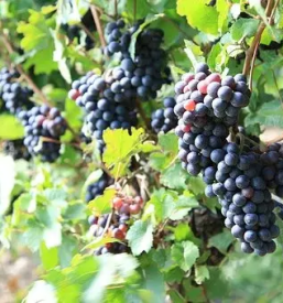 Kvalitetni inox vinski sodi goriska