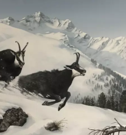 Lov na gamsa v sloveniji