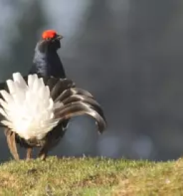 Lov na gamsa v sloveniji