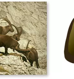 Lov na gamsa v sloveniji