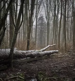 Spravilo lesa Osrednja Slovenija