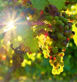 Prodaja domacega vina miklavz pri ormozu