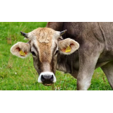 BOŠTJAN BRATUŠA - NOSILEC DOPOLNILNE DEJAVNOSTI NA KMETIJI