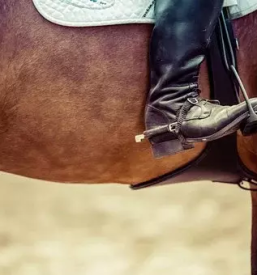 Svetovanje o dresurnem jahanju primorska