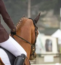 Svetovanje o dresurnem jahanju primorska