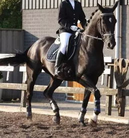 Svetovanje o dresurnem jahanju primorska